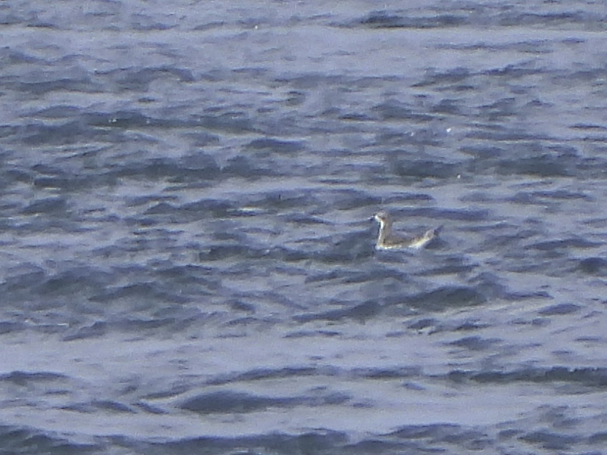 Sabine's Gull - ML485787311