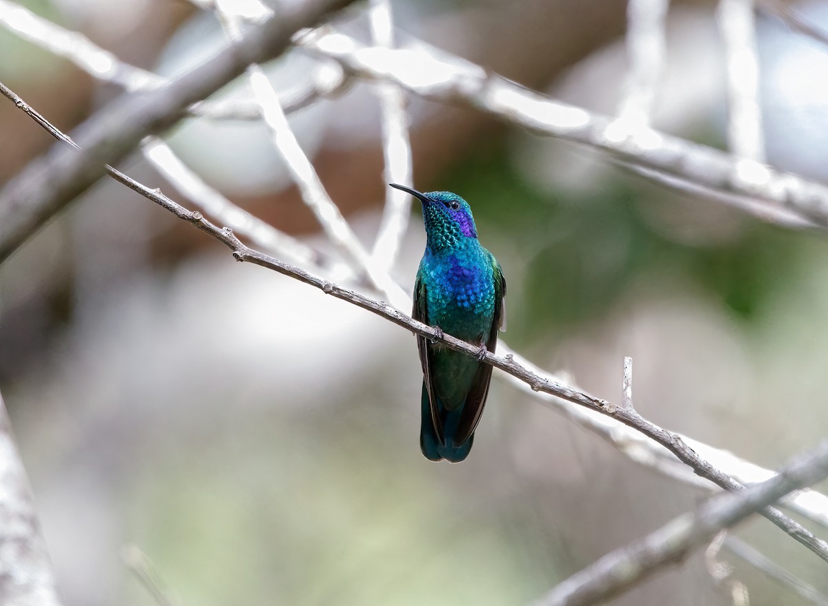 kolibřík zelený - ML485788901