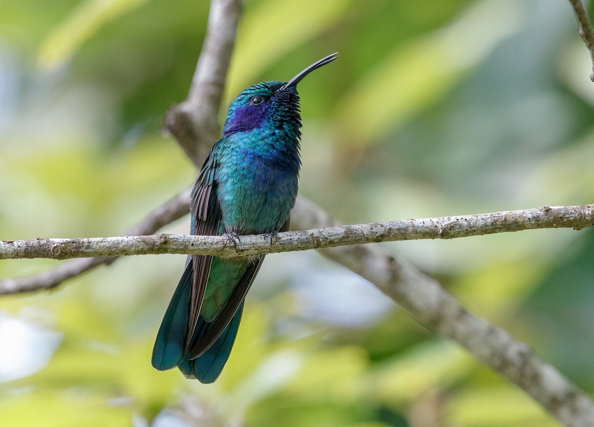 Mexiko-Veilchenohrkolibri - ML485788911