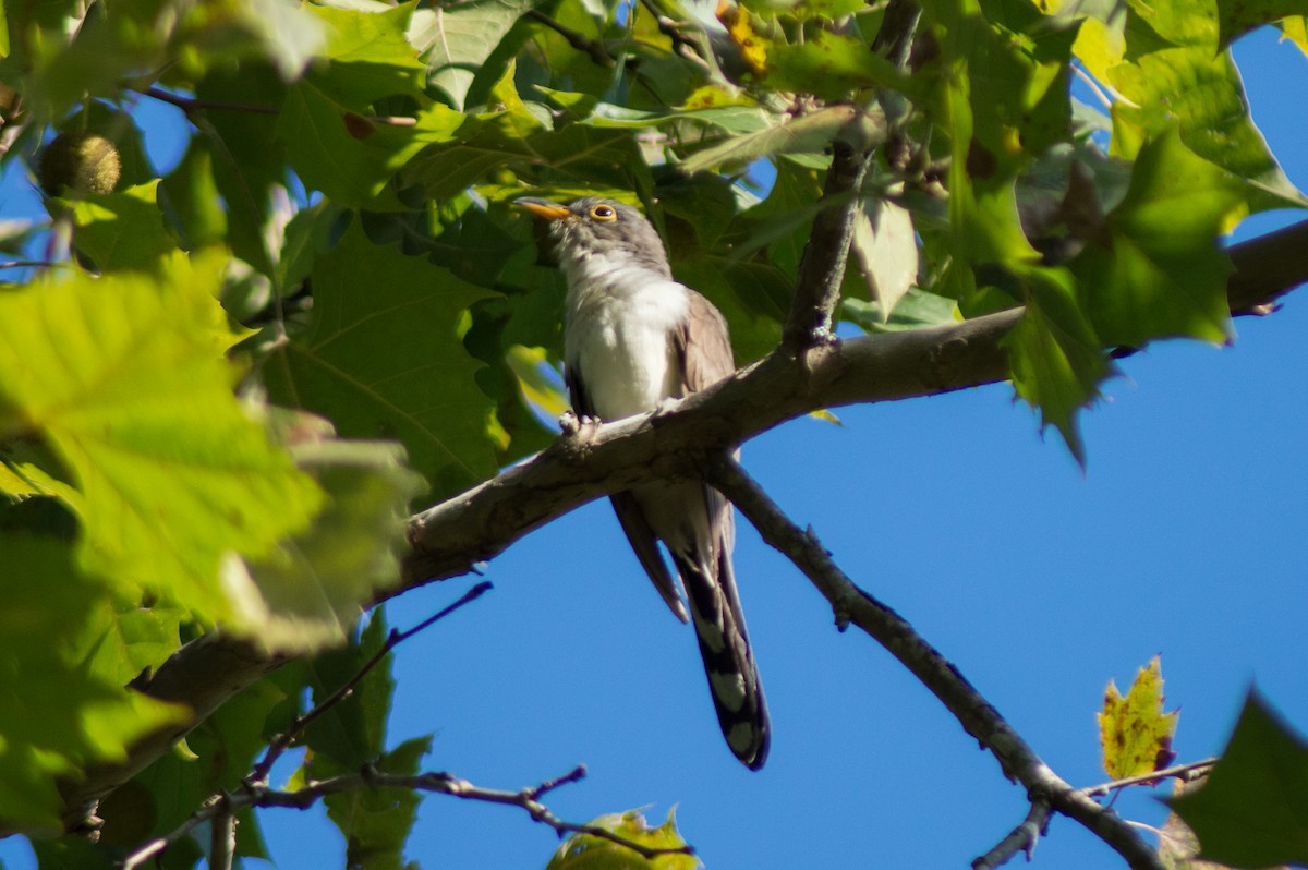Yellow-billed Cuckoo - ML485789191