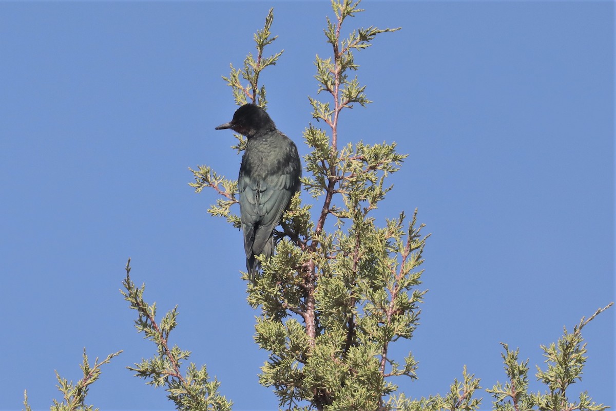 Lewis's Woodpecker - ML485789481