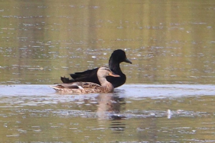 Muscovy Duck (Domestic type) - ML485789801