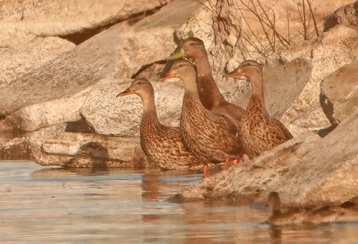 Mallard x Mexican Duck (hybrid) - ML485790431