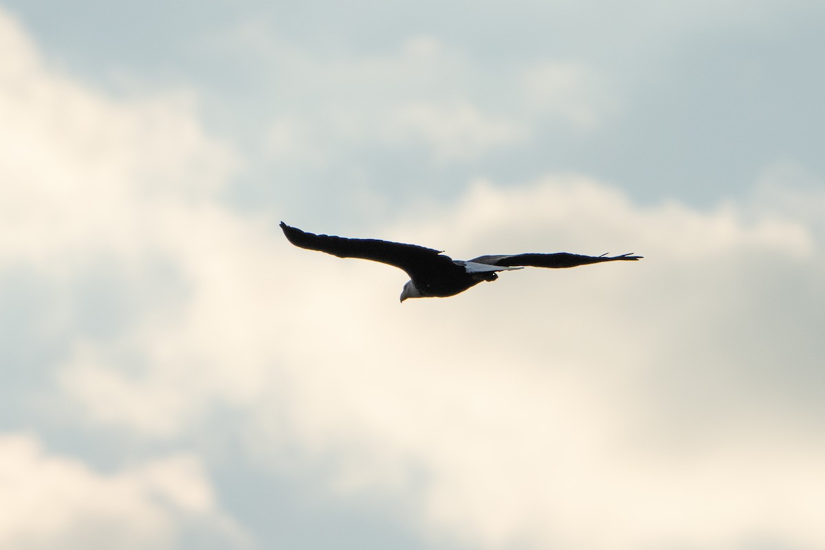 Bald Eagle - ML485790751