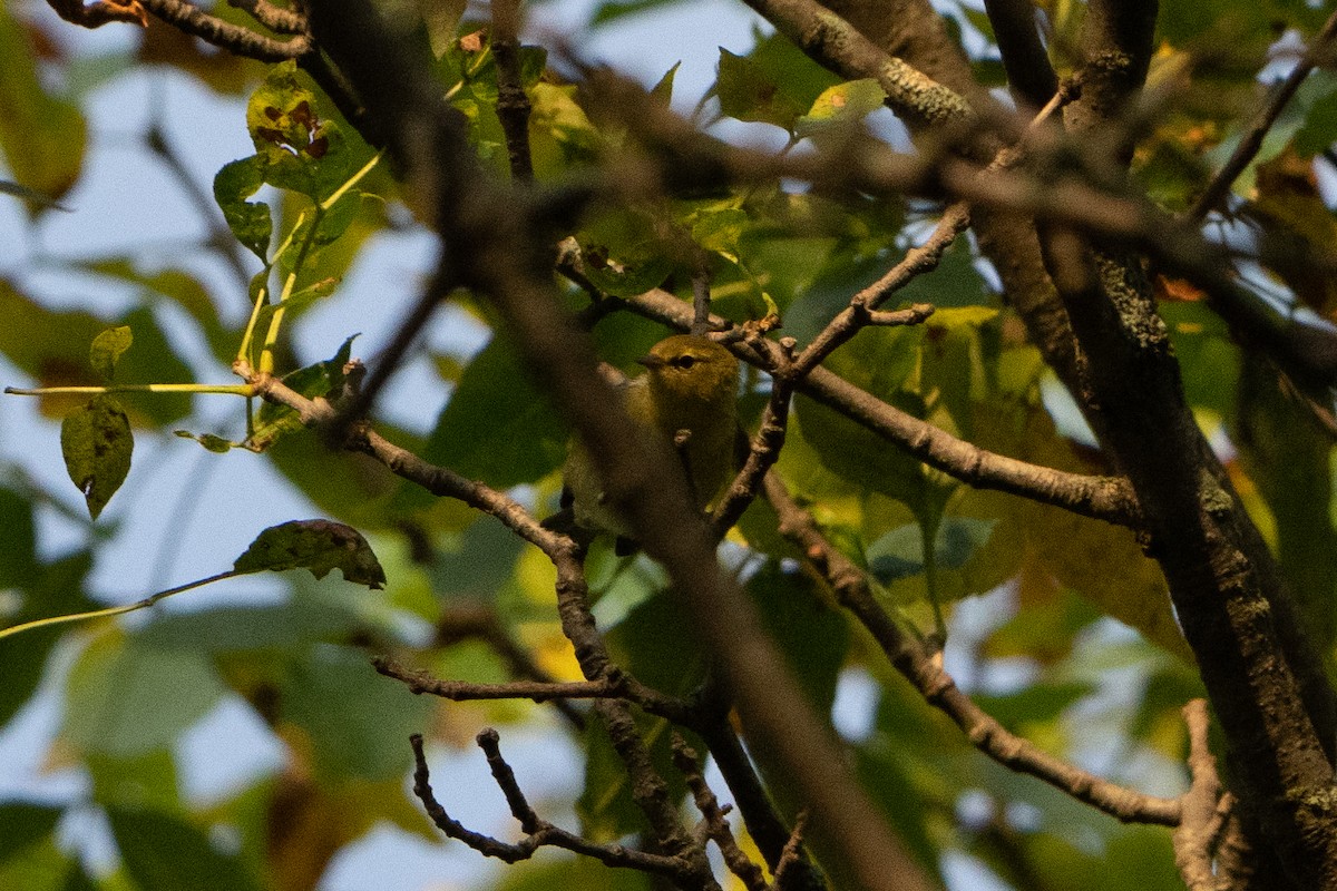 Tennessee Warbler - ML485790871
