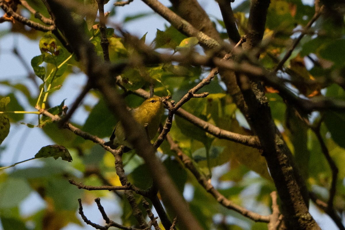 Tennessee Warbler - ML485790881