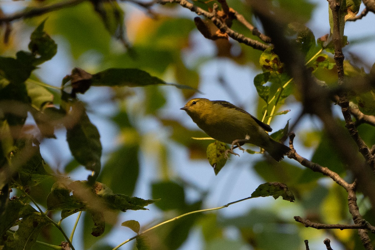 Tennessee Warbler - ML485790891