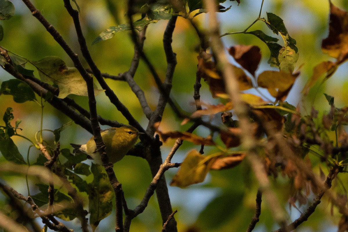 Tennessee Warbler - ML485790911