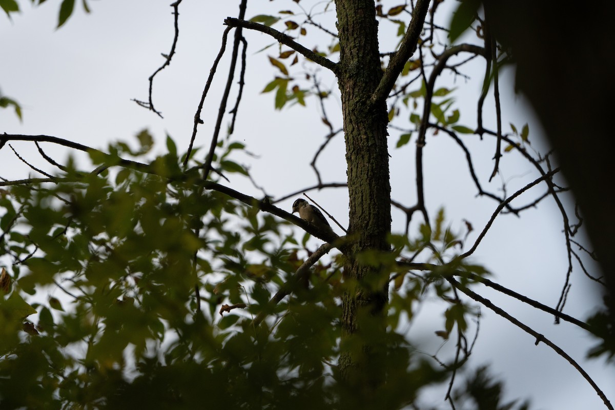 Downy Woodpecker - ML485791001