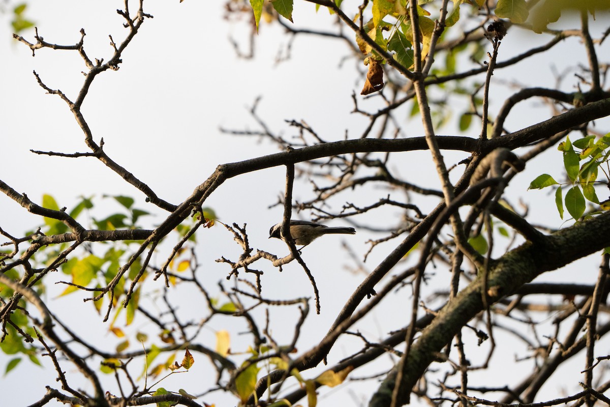 Black-capped Chickadee - ML485791191