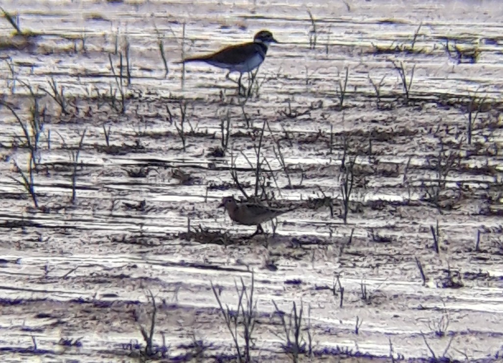 Buff-breasted Sandpiper - ML485791261