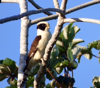 Laughing Falcon - ML48579181