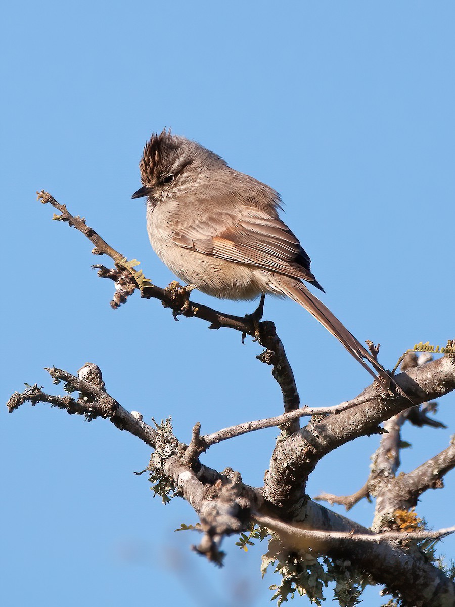 Tufted Tit-Spinetail - ML485792071