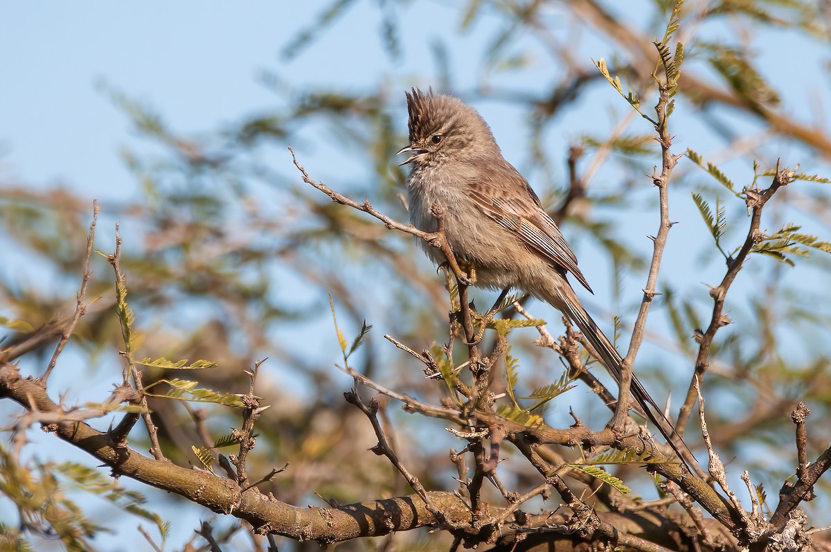 Tufted Tit-Spinetail - ML485792081