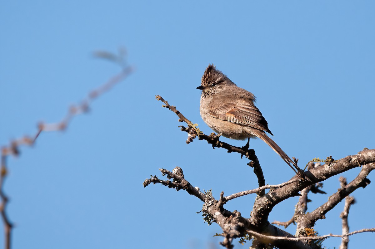 Tufted Tit-Spinetail - ML485792091