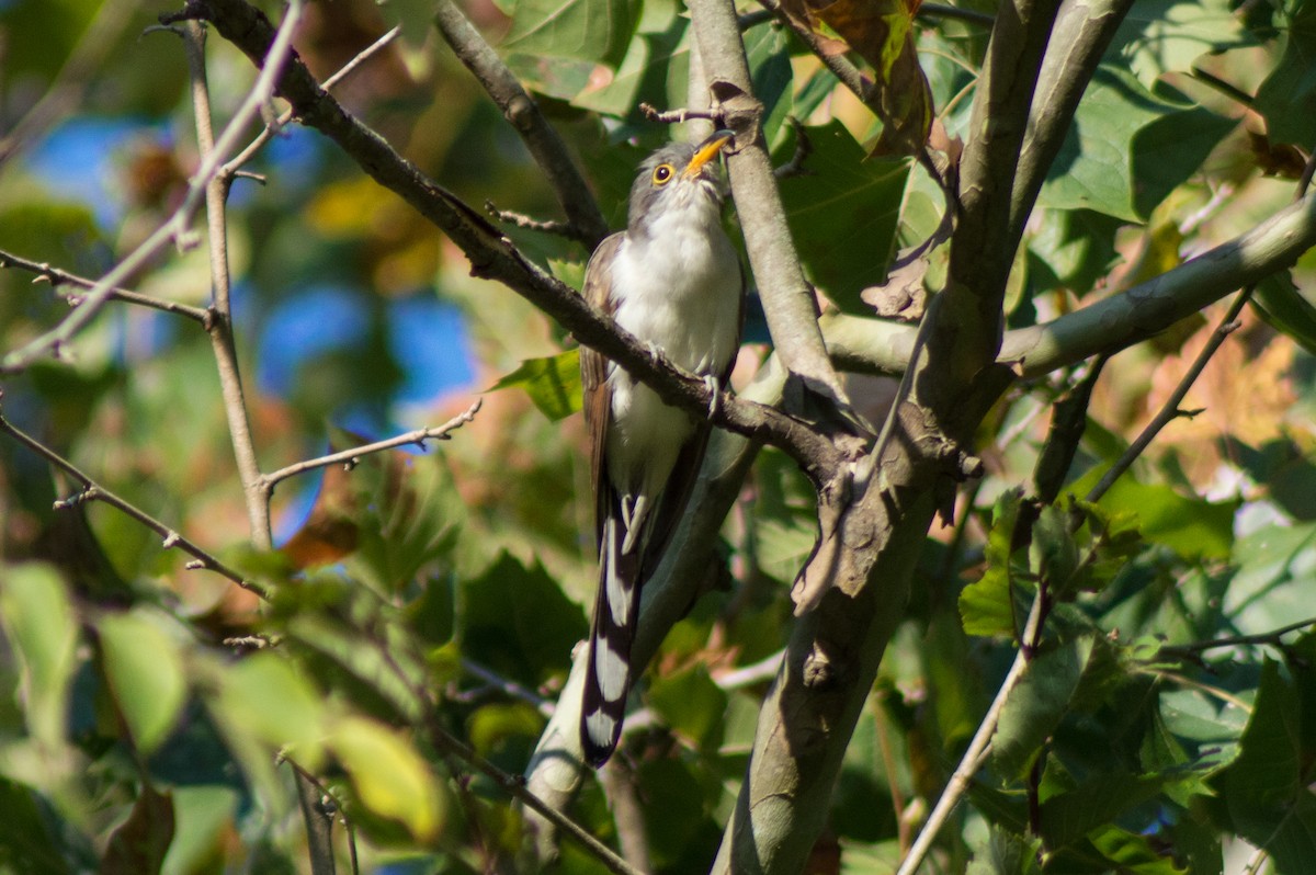 Yellow-billed Cuckoo - ML485792361