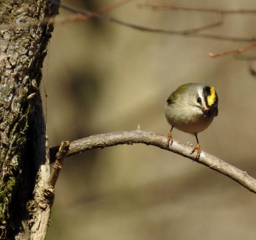 Golden-crowned Kinglet - ML48579291