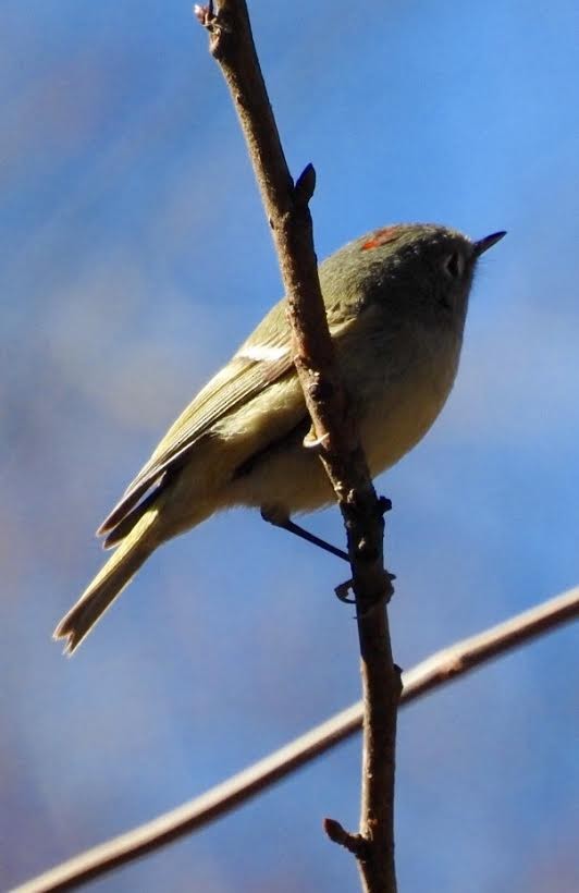 Ruby-crowned Kinglet - ML48579341