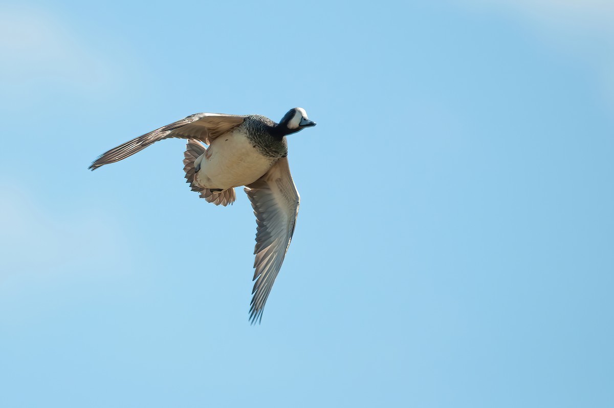 Chiloe Wigeon - ML485793611