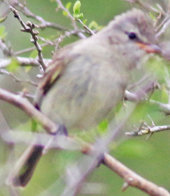 Northern Beardless-Tyrannulet - ML485794691