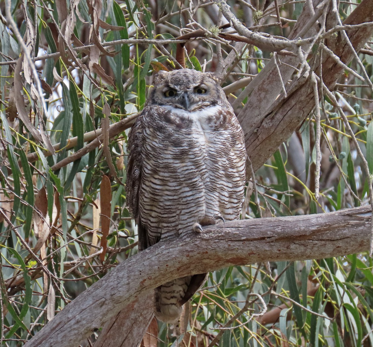 Great Horned Owl - ML485795241