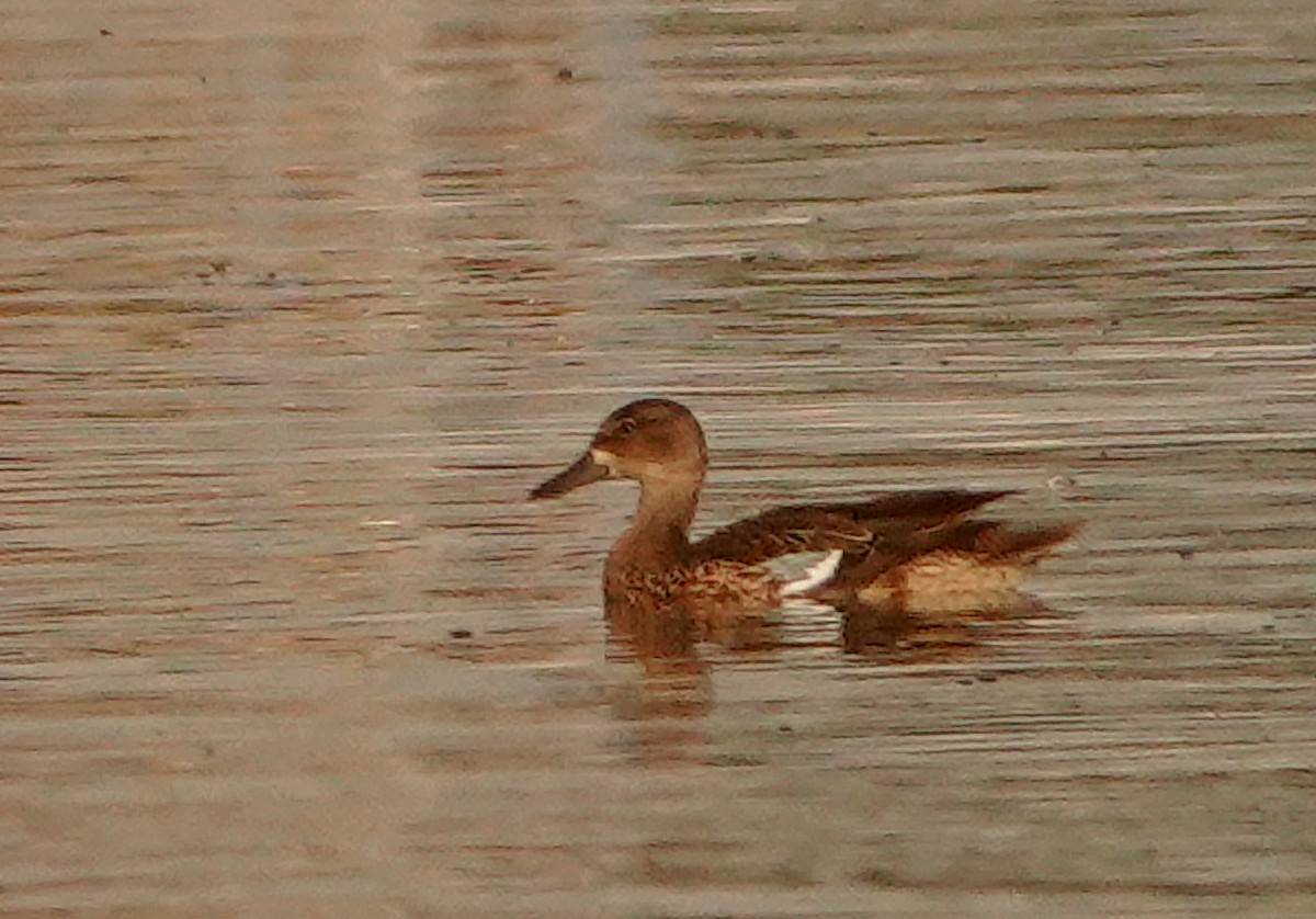 Blue-winged Teal - ML485795581