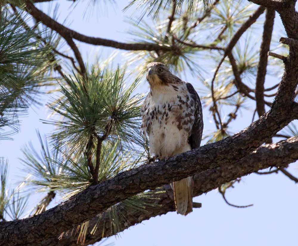 Red-tailed Hawk - Marty Herde