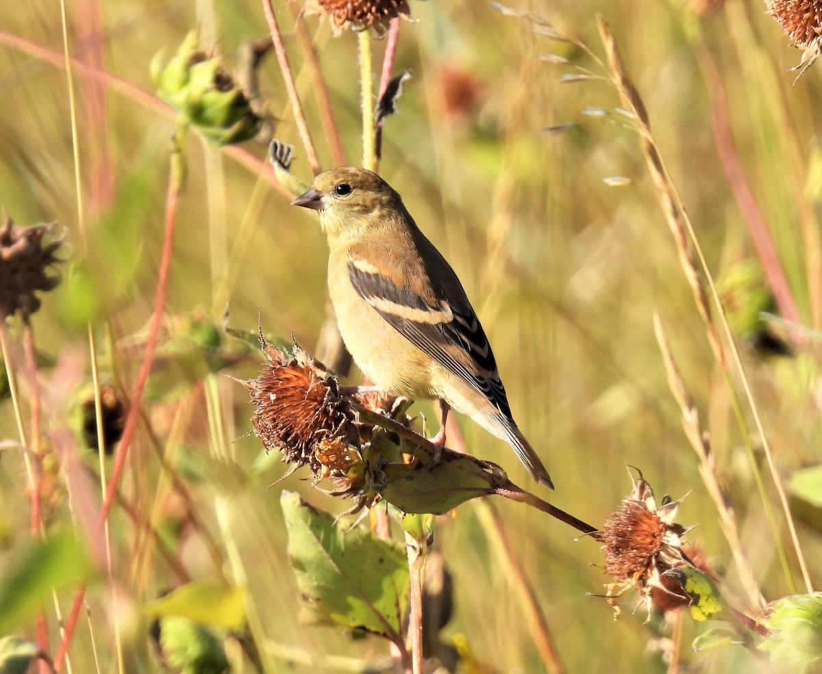 American Goldfinch - ML485798531