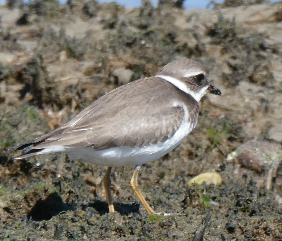 Semipalmated Plover - David Pritchard