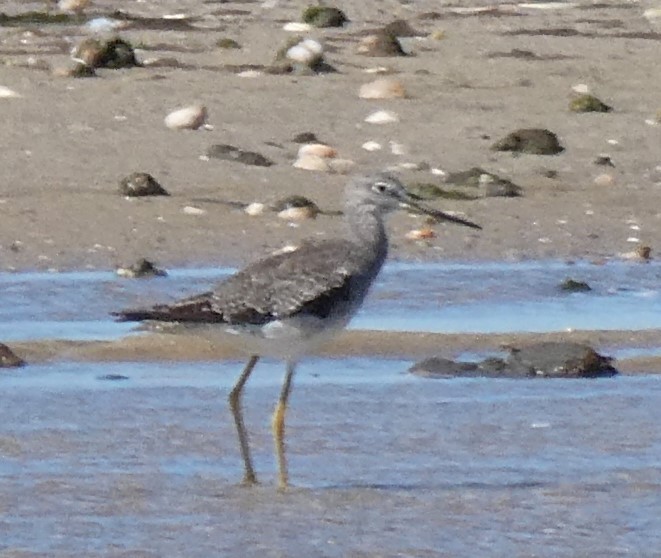 Greater Yellowlegs - David Pritchard