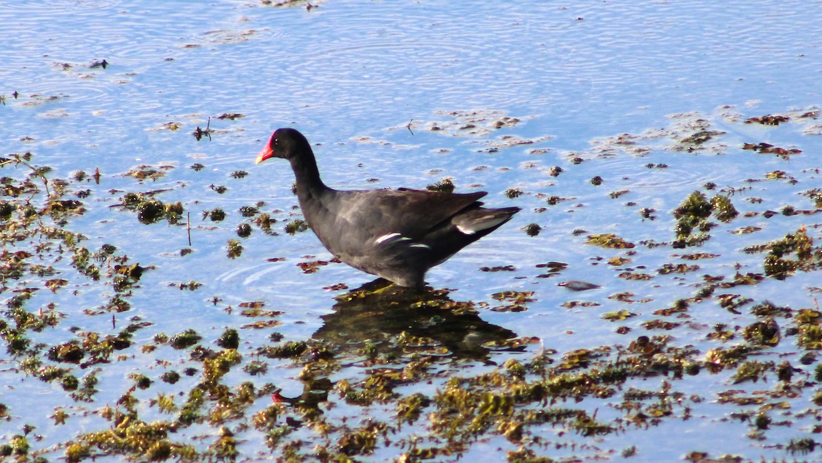 Common Gallinule - ML485799011