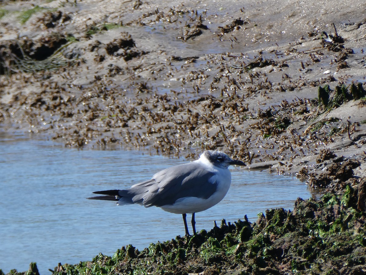 Gaviota Guanaguanare - ML485799541