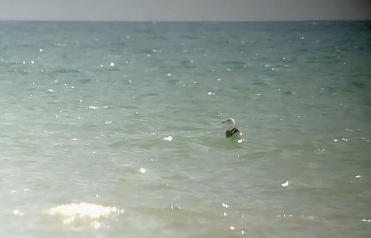 Lesser Black-backed Gull - ML485799641