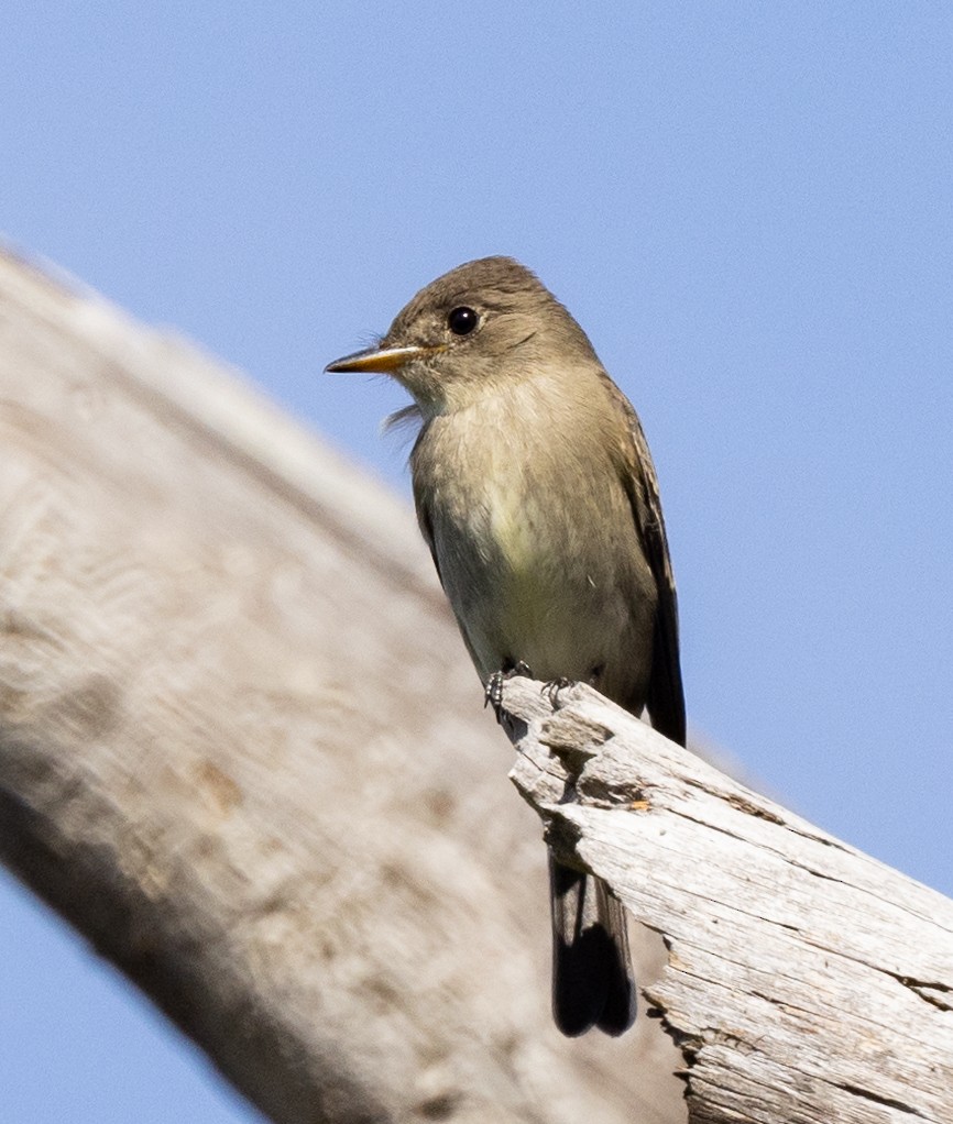 Western Wood-Pewee - ML485799781