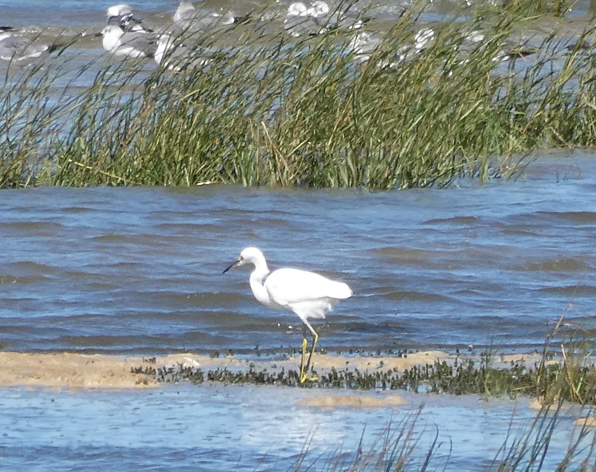 Snowy Egret - ML485799861