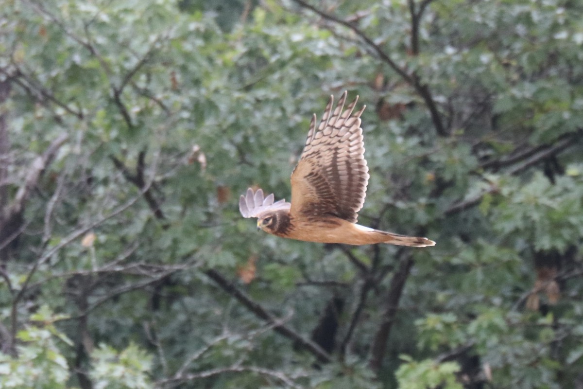 Northern Harrier - ML485800651