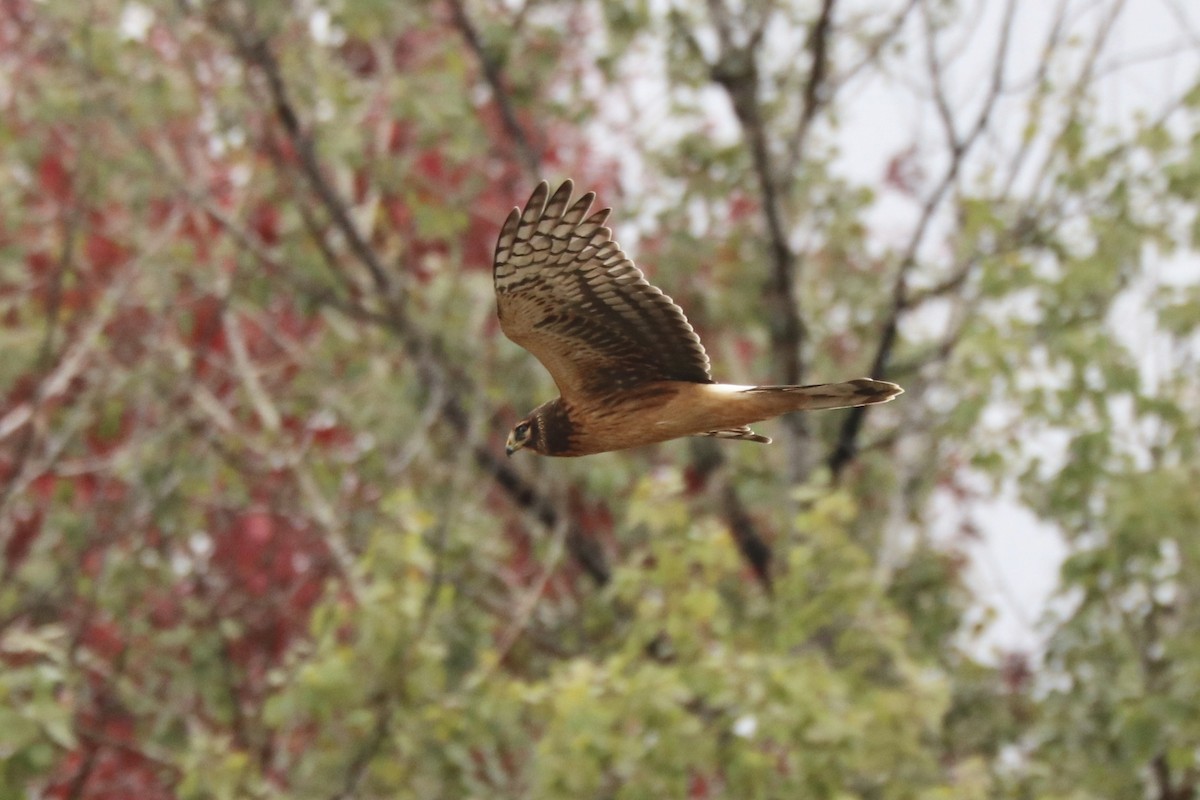 Northern Harrier - ML485800681