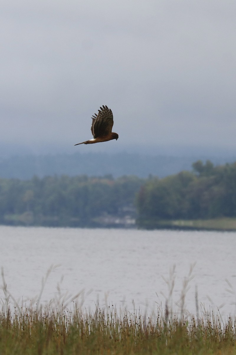 Northern Harrier - ML485800691