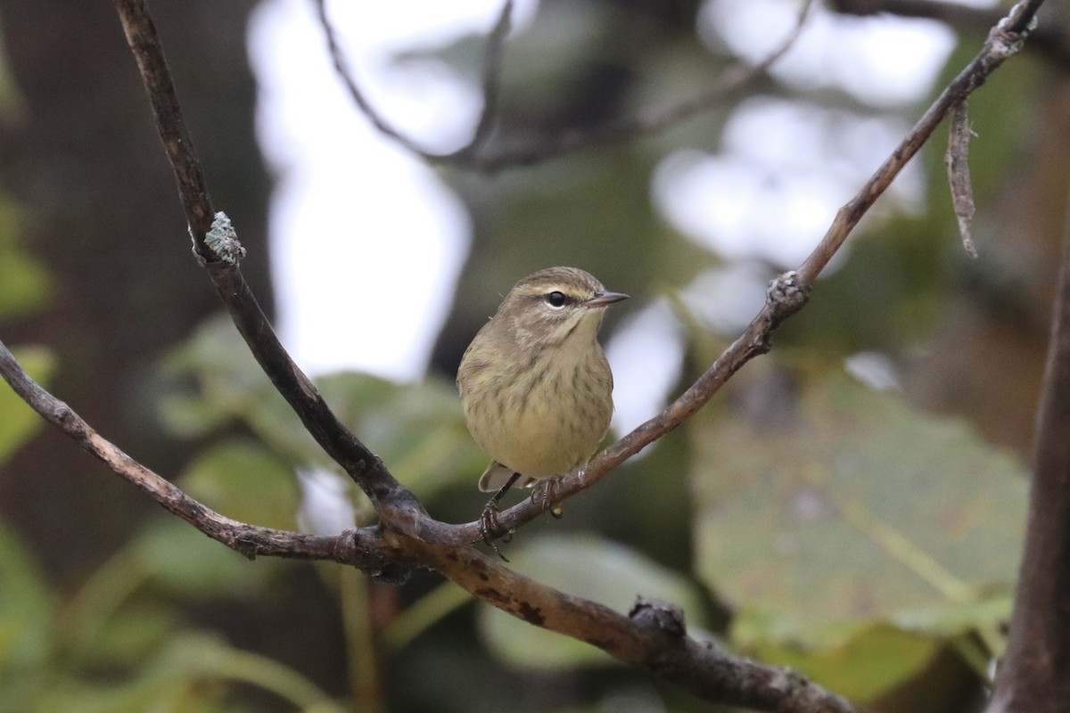 Palm Warbler - ML485800821