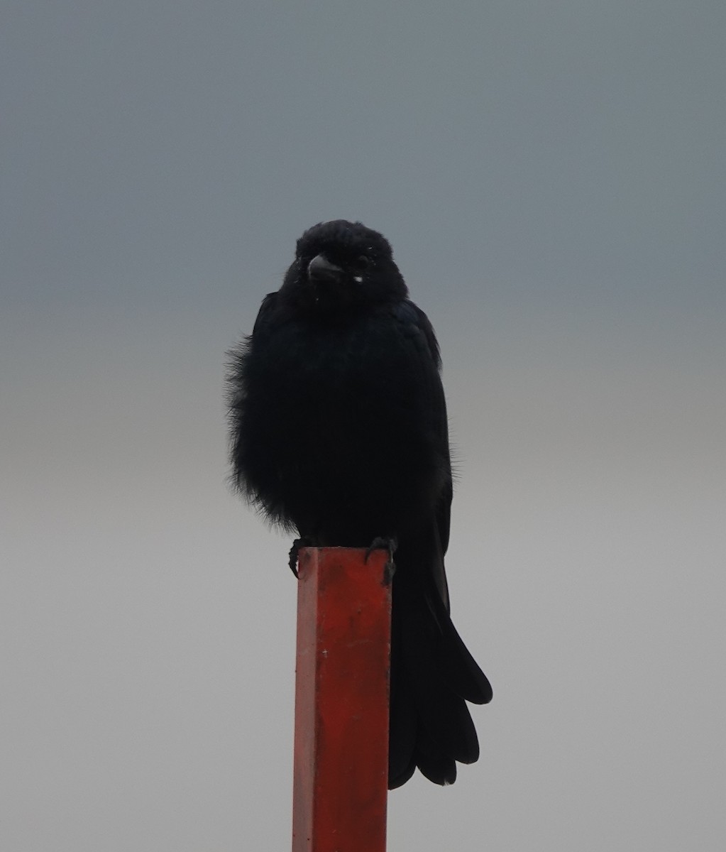 Black Drongo - Prof Chandan Singh Dalawat