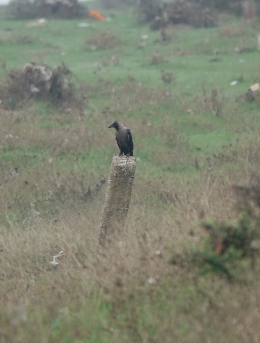 House Crow - Prof Chandan Singh Dalawat