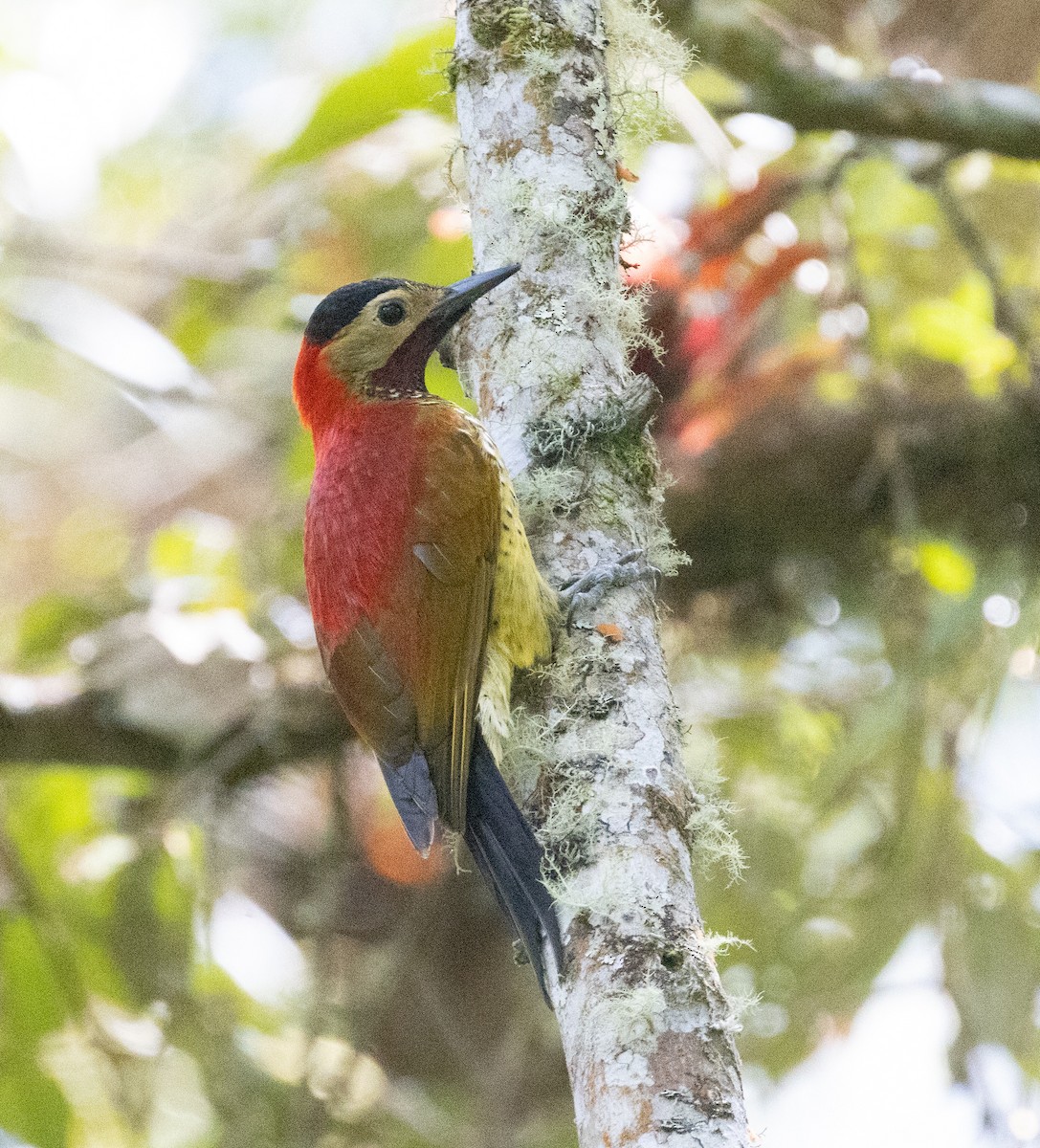 Crimson-mantled Woodpecker - ML485802241