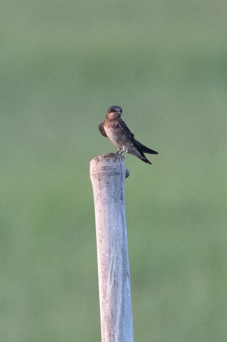 Golondrina Común - ML485803151