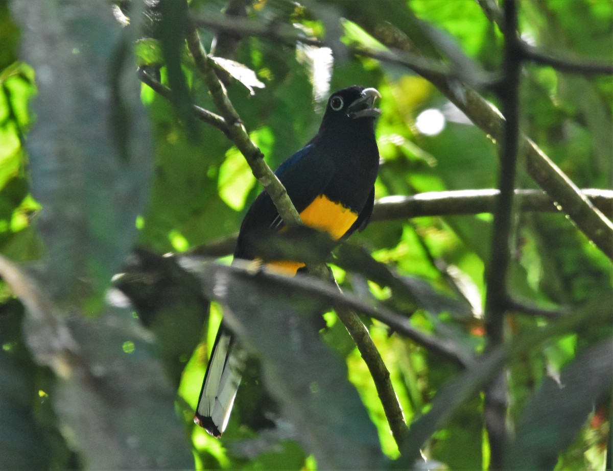 trogon běloocasý - ML485803291