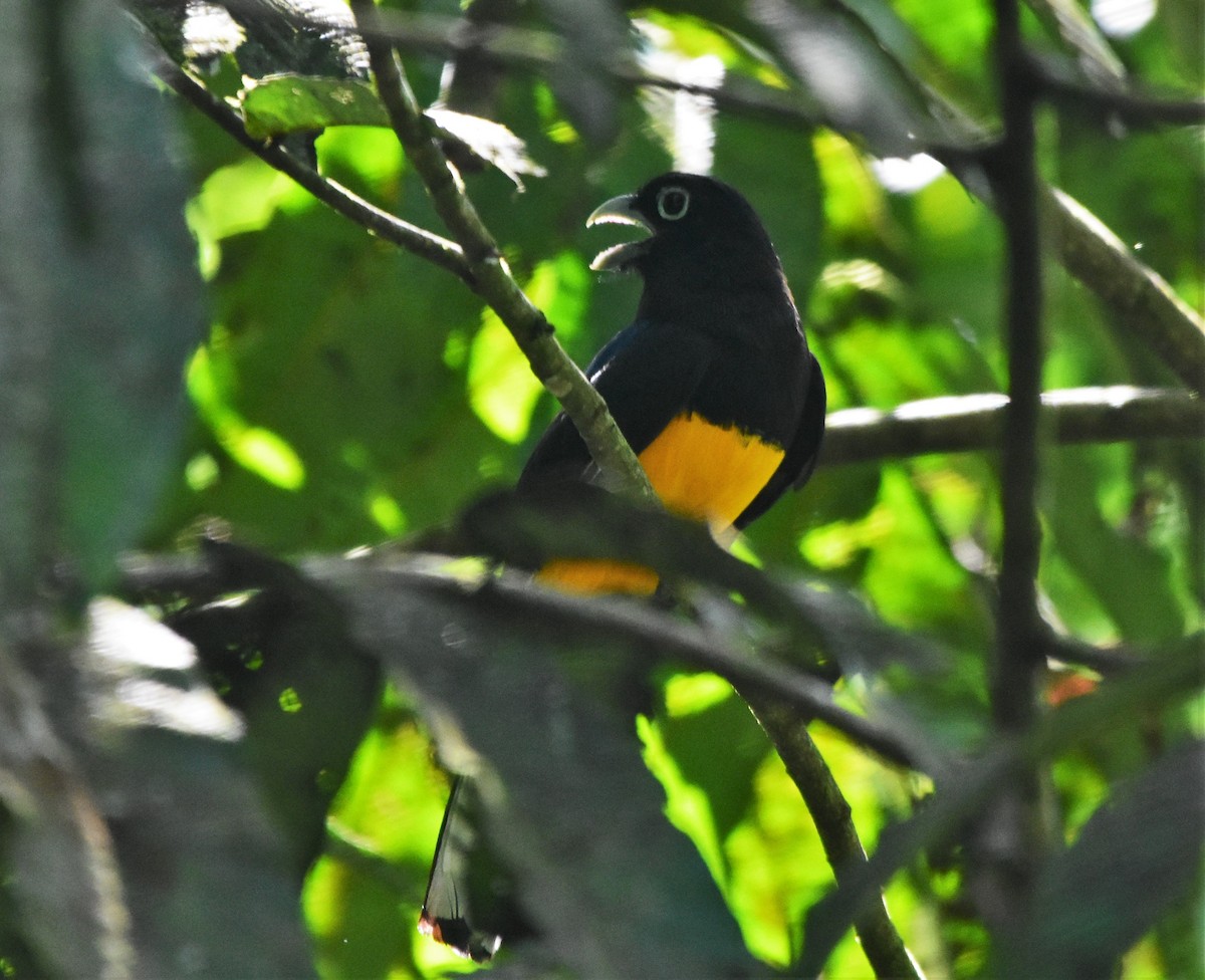 trogon běloocasý - ML485803451