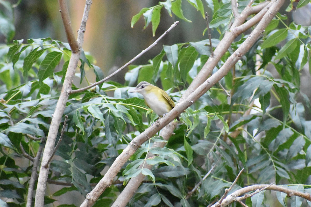 Yellow-green Vireo - ML485804541