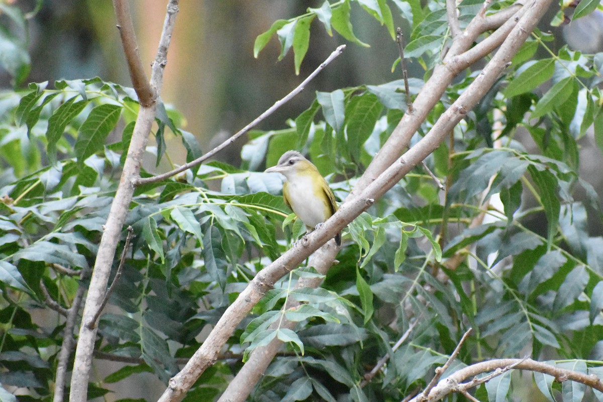 Yellow-green Vireo - ML485804561