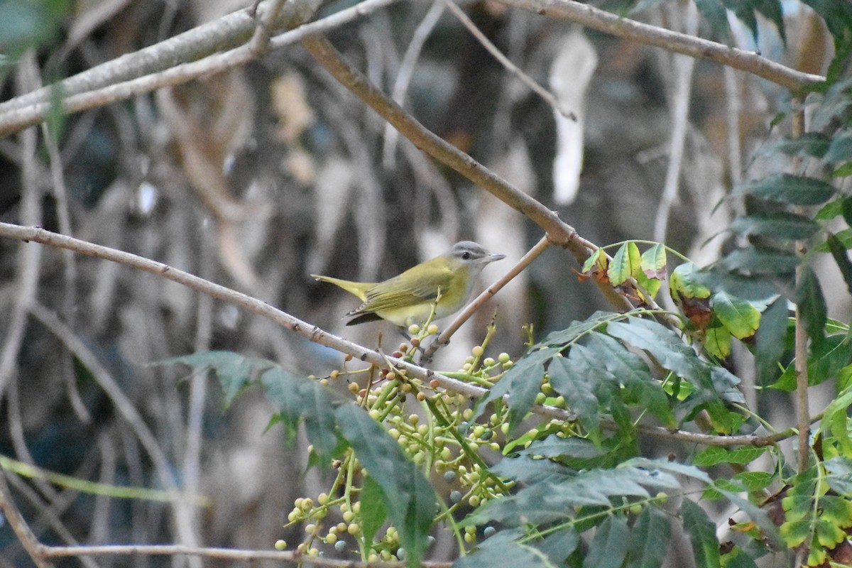 Yellow-green Vireo - ML485804571