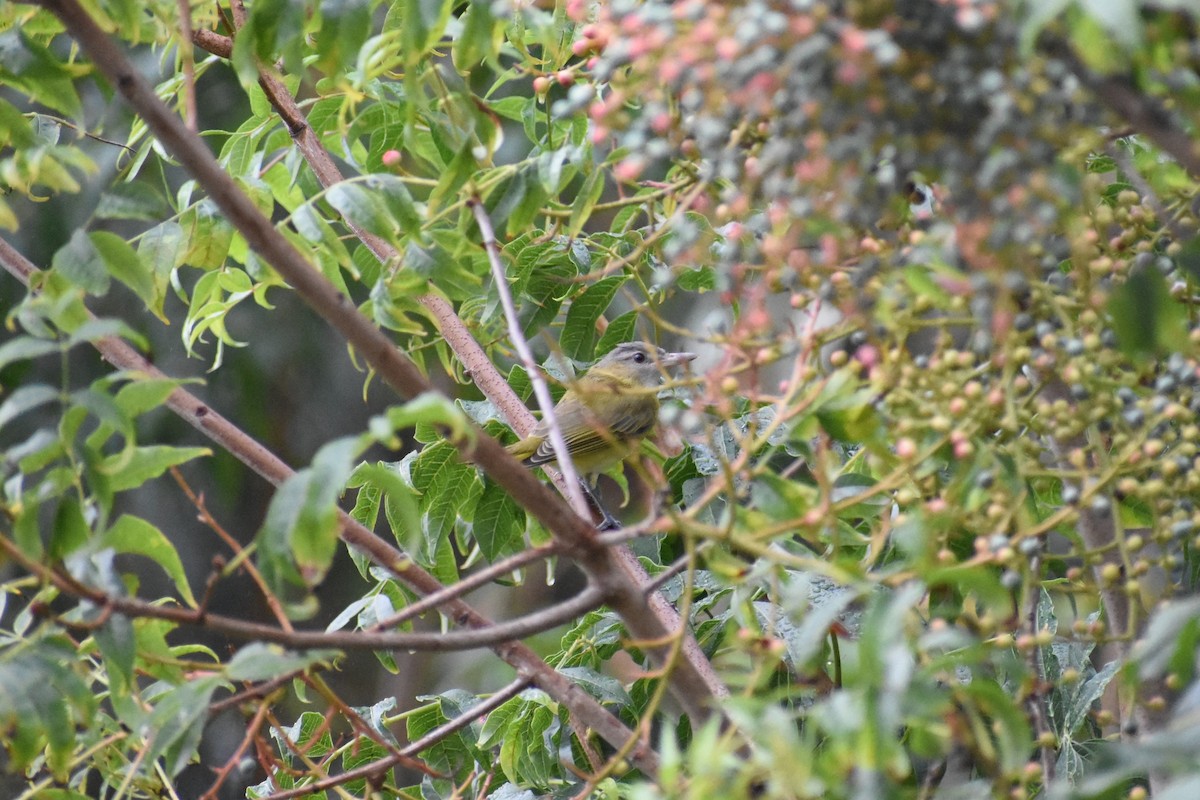 Yellow-green Vireo - ML485804741