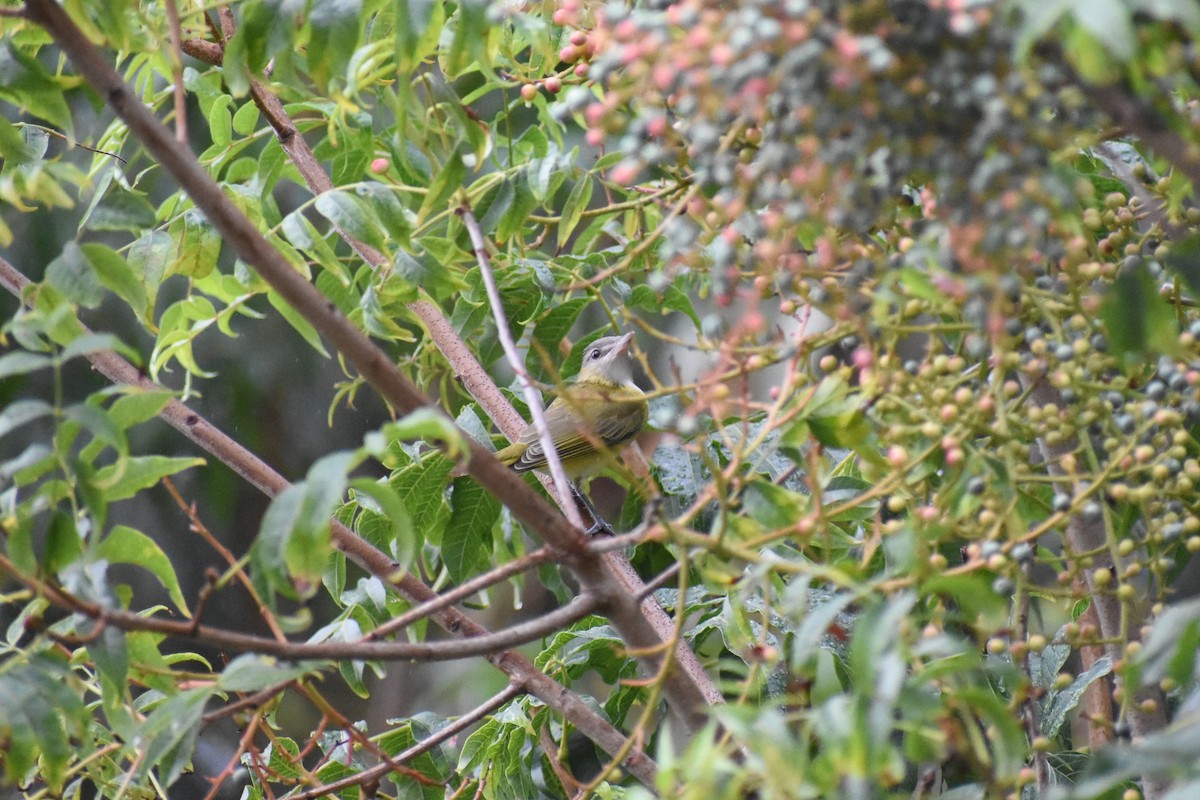 Yellow-green Vireo - ML485804751